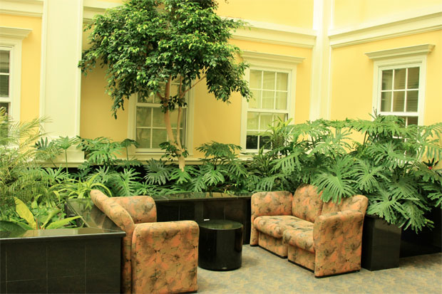 green plants inside home