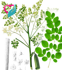 Moringa Oleifera