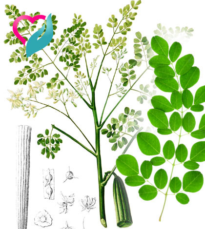 Moringa Oleifera