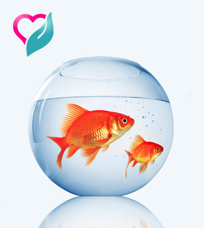 fish in a pot