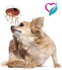 fleas on pets