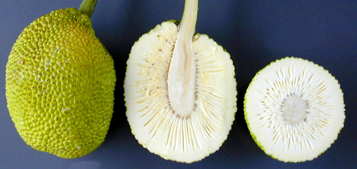 bread fruit cut opened