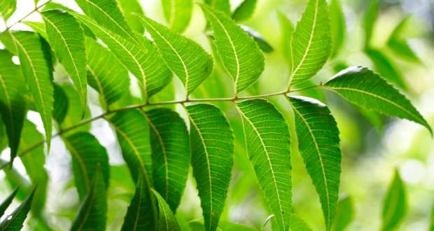 leaves of neem tree