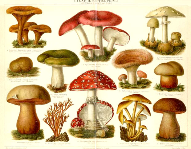 mushroom poison types