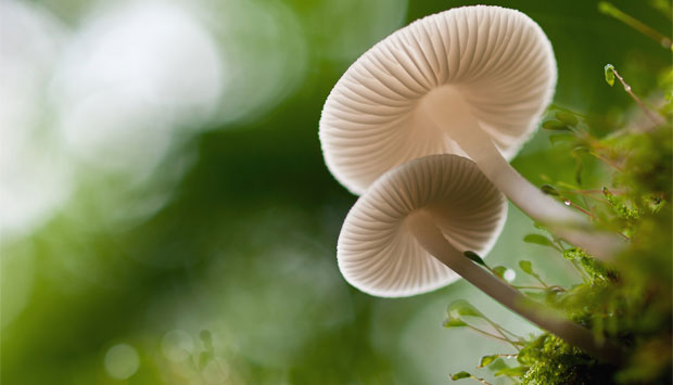 white mushroom