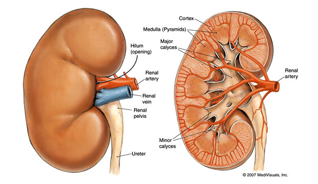 kidney-image
