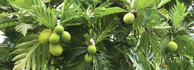 breadfruits on tree