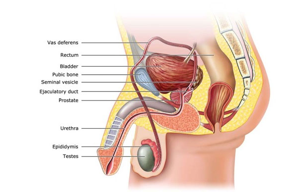 Prostatitis gland