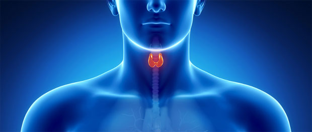 thyroid gland