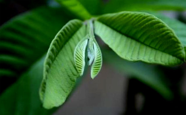 guava leafs