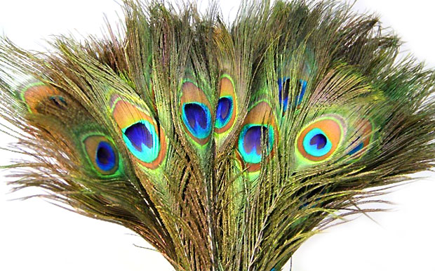 peacock feathers